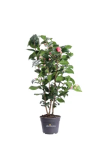 Camelia Japonica - Doctor King v15 egarden.store online