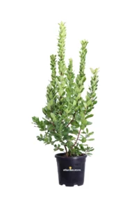 Corbezzolo - Arbutus Unedo v30 egarden.store online