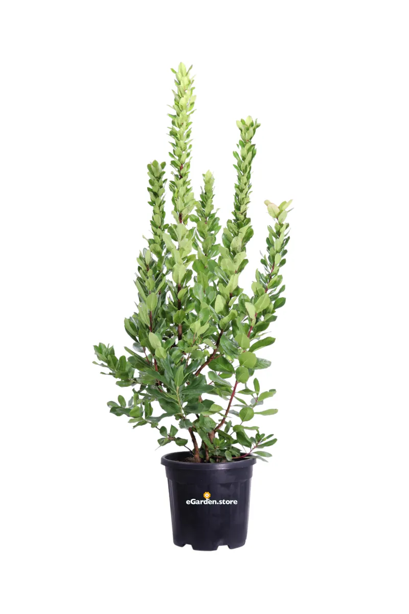 Corbezzolo - Arbutus Unedo v30 egarden.store online