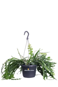 Epiphyllum - Disocactus Anguliger v17 egarden.store online