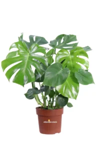 Monstera Deliciosa v20 egarden.store online