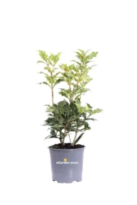 Osmanthus Heterophyllus Goshiki v13 egarden.store 1 Osmanthus Heterophyllus Goshiki v13 egarden.store online