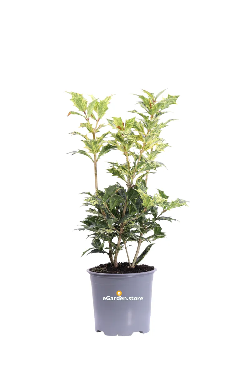 Osmanthus Heterophyllus Goshiki v13 egarden.store online