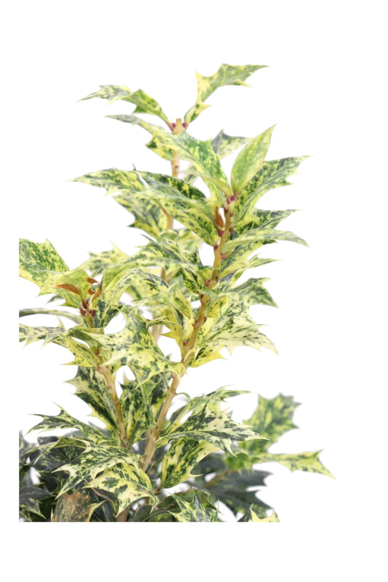 Osmanthus Heterophyllus Goshiki v13 egarden.store 2 Osmanthus Heterophyllus Goshiki v13 egarden.store online