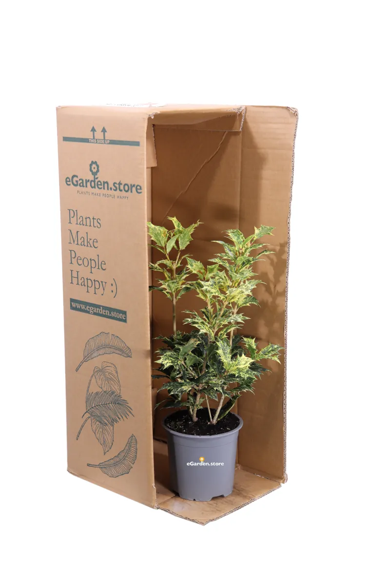 Osmanthus Heterophyllus Goshiki v13 egarden.store 3 Osmanthus Heterophyllus Goshiki v13 egarden.store online