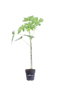 Papaya - Carica Papaya v14 egarden.store online