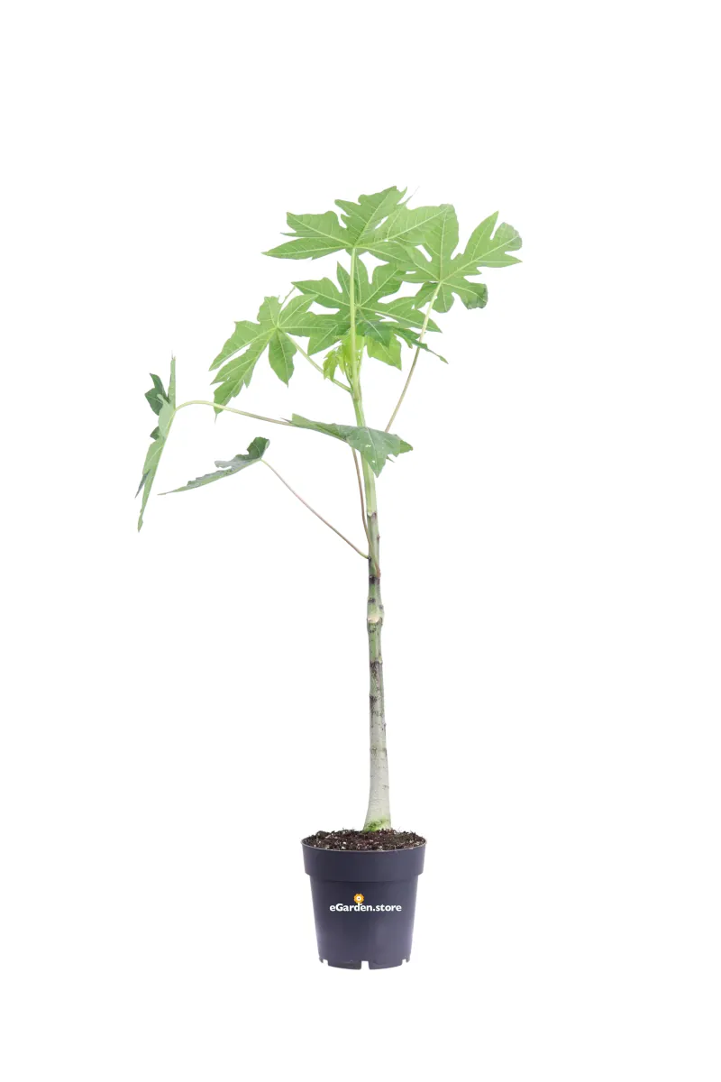 Papaya - Carica Papaya v14 egarden.store online