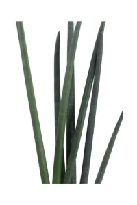 Sansevieria Cylindrica Handshake v21 egarden.store online