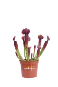 Sarracenia Thomas v9 egarden.store 1 Sarracenia Thomas v9 egarden.store online