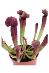 Sarracenia Thomas v9 egarden.store 2 Sarracenia Thomas v9 egarden.store online
