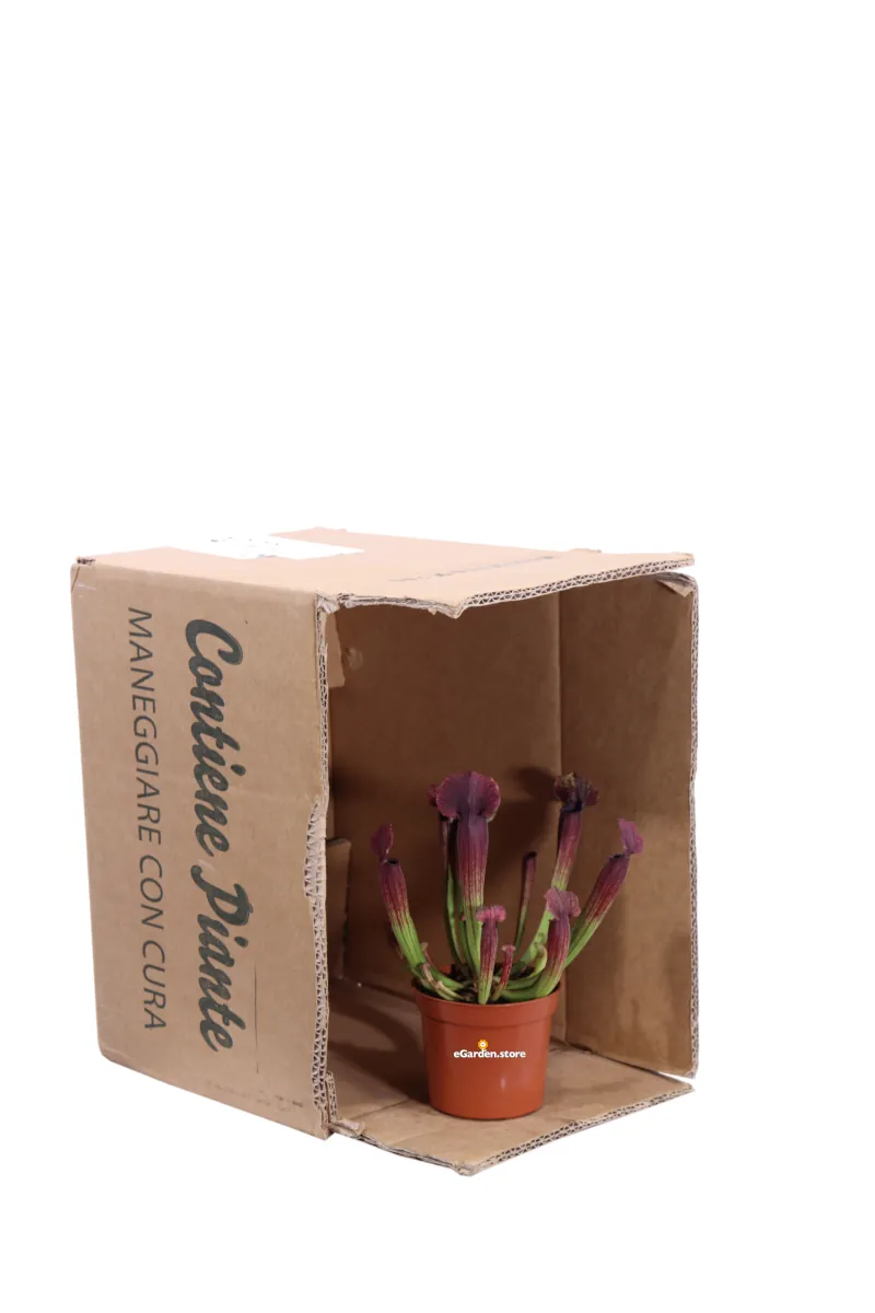 Sarracenia Thomas v9 egarden.store 3 Sarracenia Thomas v9 egarden.store online