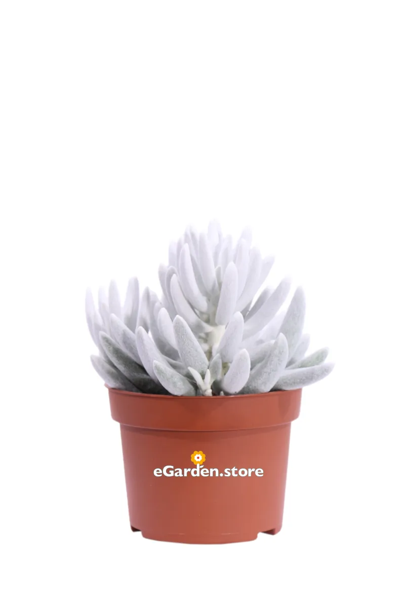 Senecio Haworthii Mont Blanc v10 egarden.store online