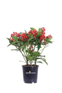 Skimmia Japonica Passion v15 egarden.store online
