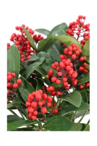 Skimmia Japonica Passion v15 egarden.store online