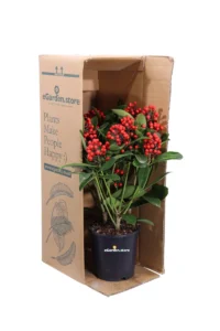 Skimmia Japonica Passion v15 egarden.store online