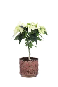 Stella di Natale - Poinsettia Bianca Mini Alberello Vanja v15 egarden.store 1 Stella di Natale - Poinsettia Bianca Mini Alberello Vanja v15 egarden.store online