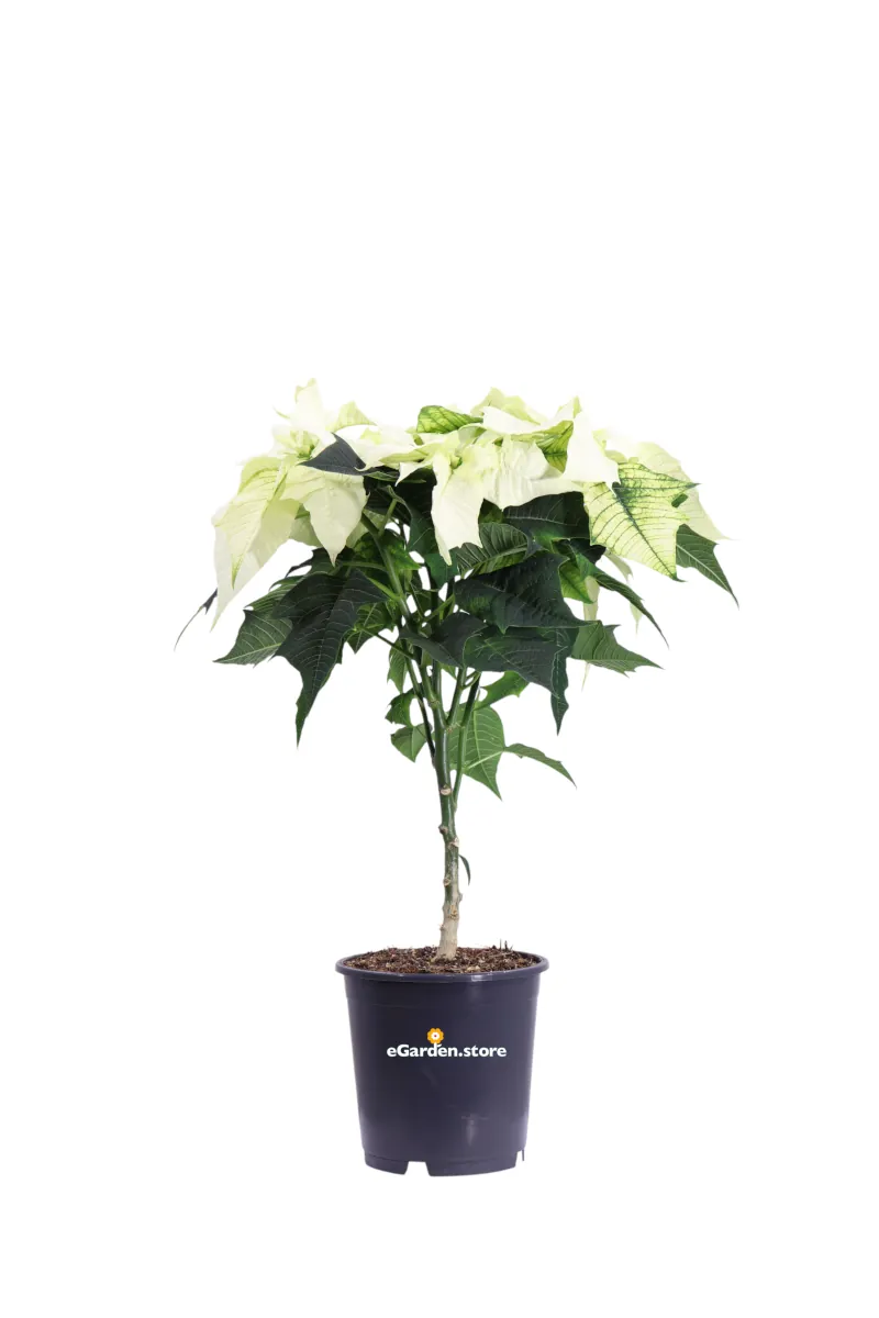 Stella di Natale - Poinsettia Bianca Mini Alberello v15 egarden.store 1 Stella di Natale - Poinsettia Bianca Mini Alberello v15 egarden.store online
