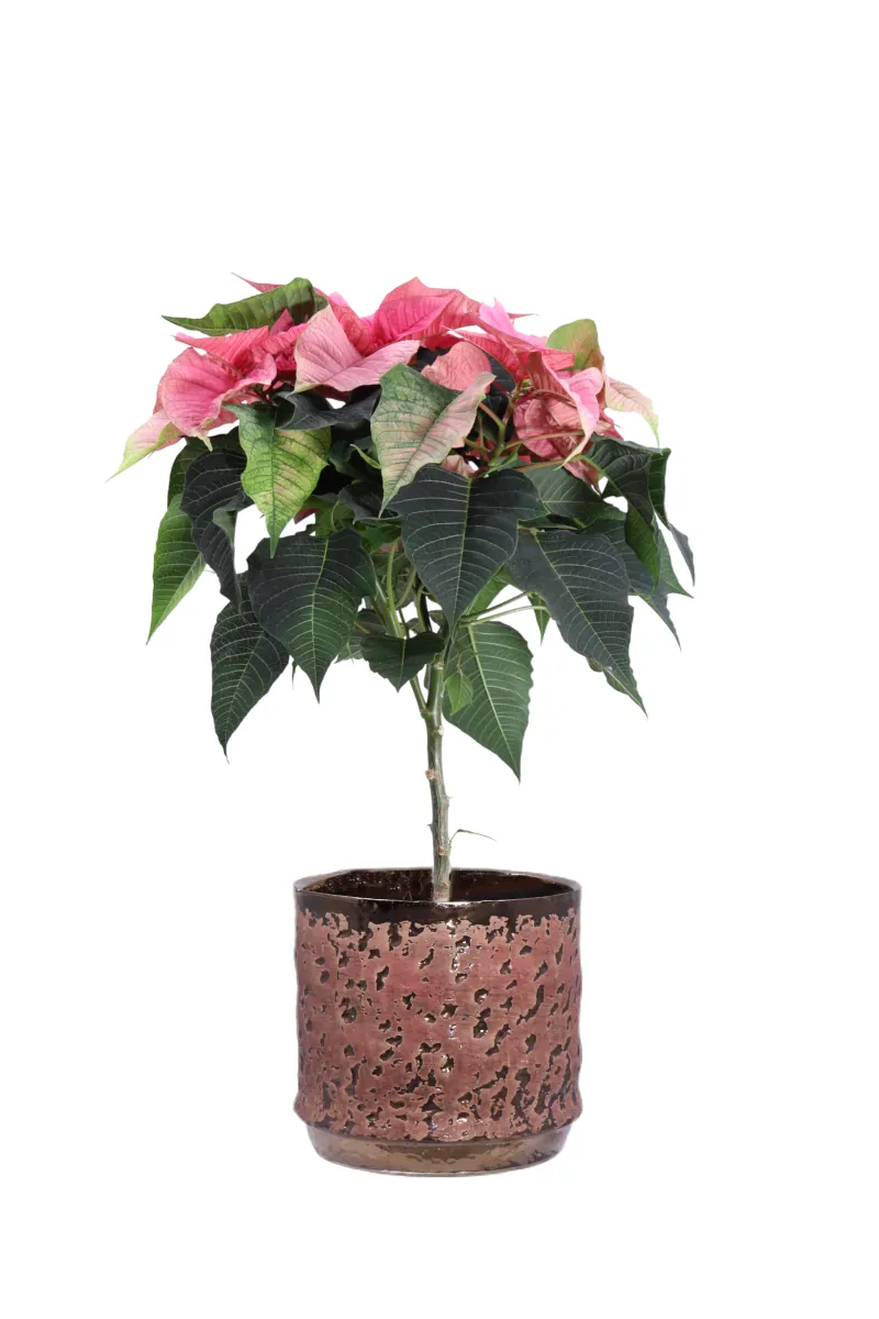 Stella di Natale - Poinsettia Rosa Mini Alberello Vanja v15 egarden.store online