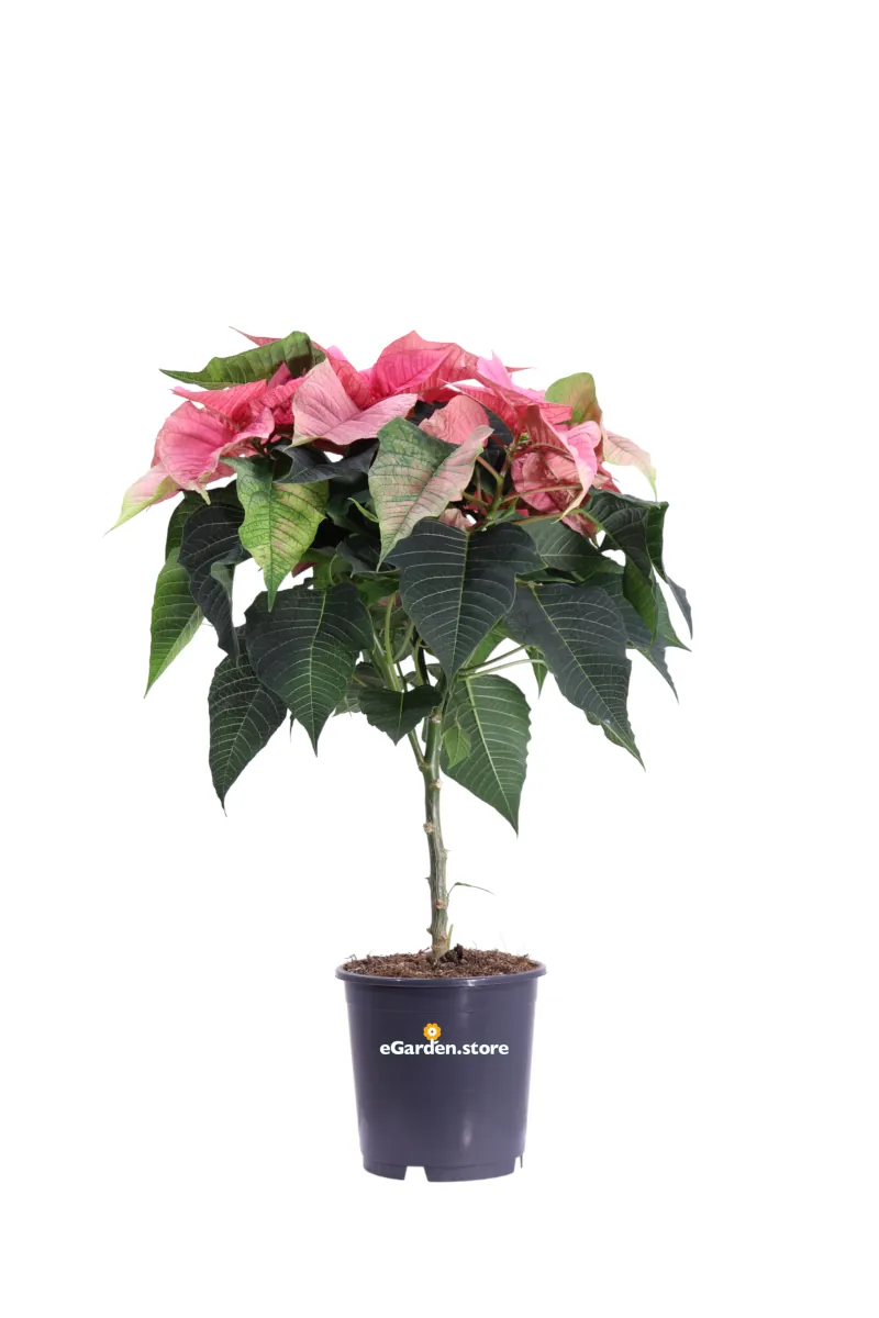 Stella di Natale - Poinsettia Rosa Mini Alberello v15 egarden.store online