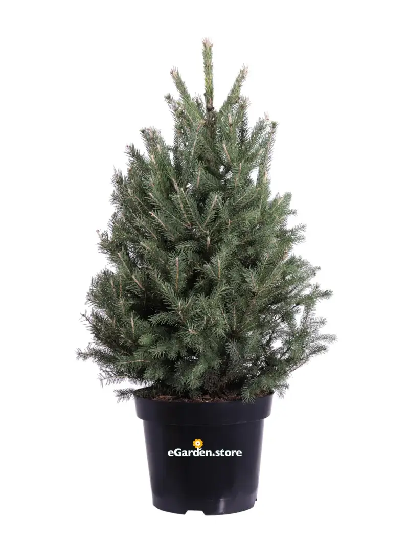 Abete - Picea Glauca Super Green v28 egarden.store online
