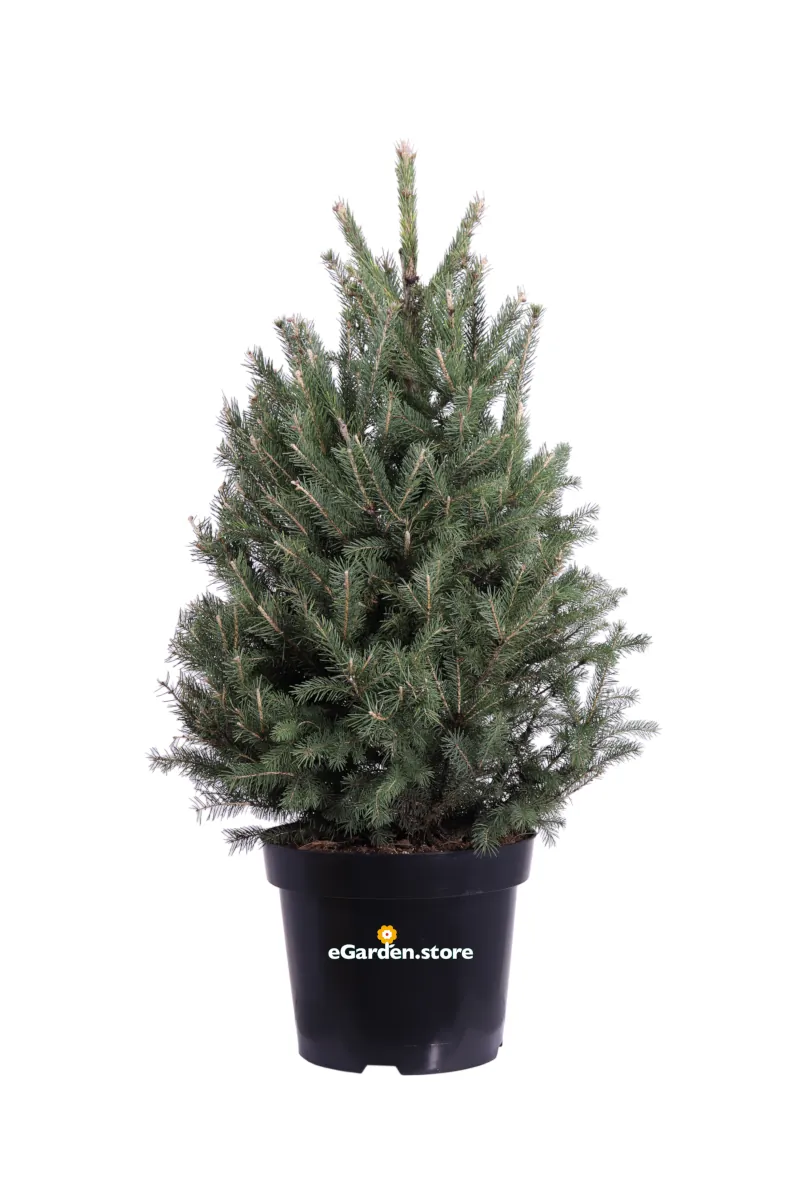 Abete - Picea Glauca Super Green v28 egarden.store online
