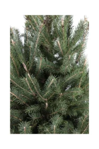 Abete - Picea Glauca Super Green v28 egarden.store online