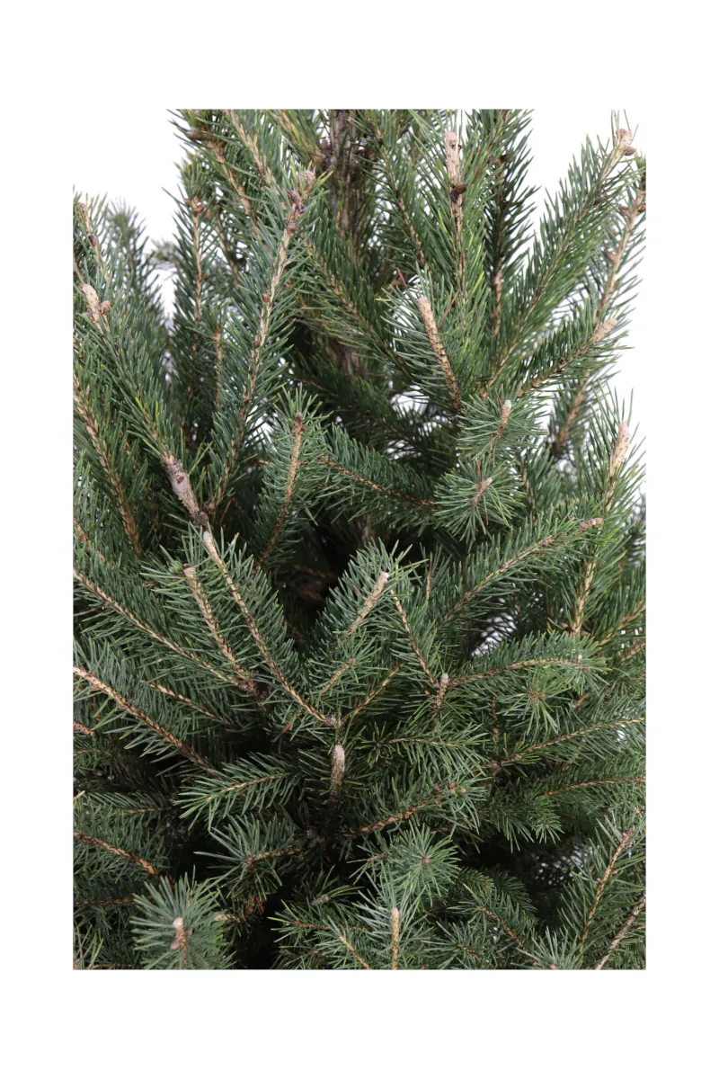 Abete - Picea Glauca Super Green v28 egarden.store online