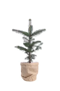 Abete del Caucaso - Abies Nordmanniana v15 egarden.store online