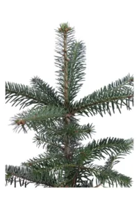 Abete del Caucaso - Abies Nordmanniana v15 egarden.store online