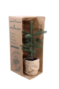 Abete del Caucaso - Abies Nordmanniana v15 egarden.store online