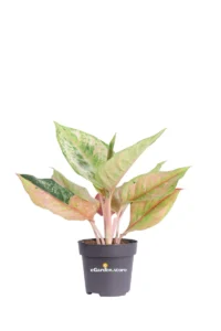 Aglaonema Apple Fantasy v12 egarden.store online