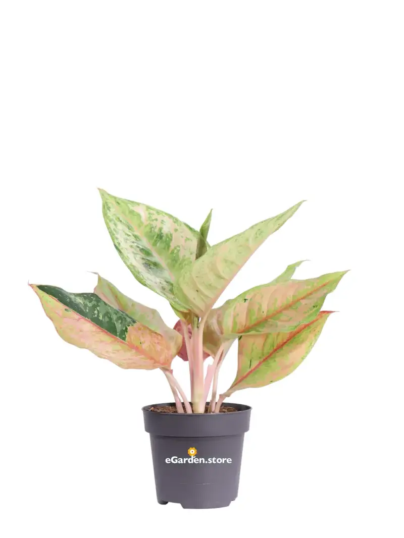 Aglaonema Apple Fantasy v12 egarden.store online