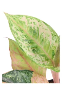 Aglaonema Apple Fantasy v12 egarden.store online