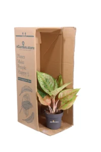 Aglaonema Apple Fantasy v12 egarden.store online