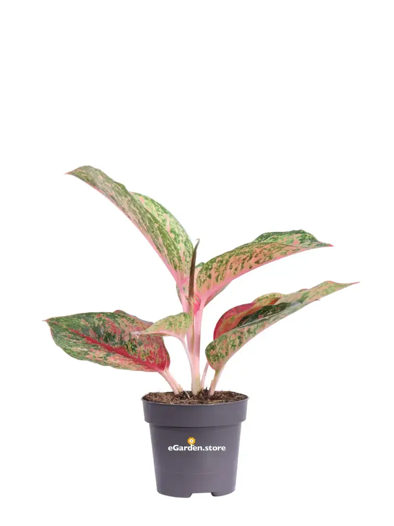 Aglaonema Carnival Queen v12 egarden.store online