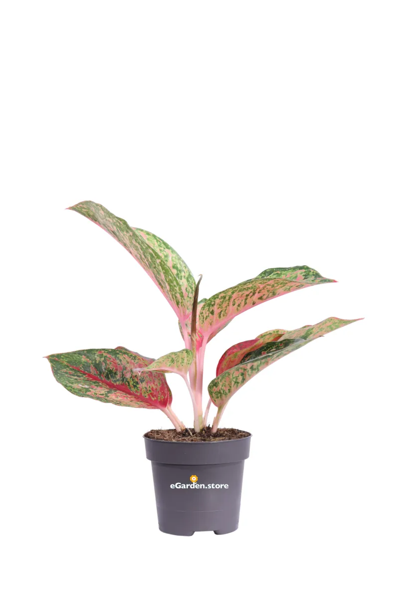 Aglaonema Carnival Queen v12 egarden.store online