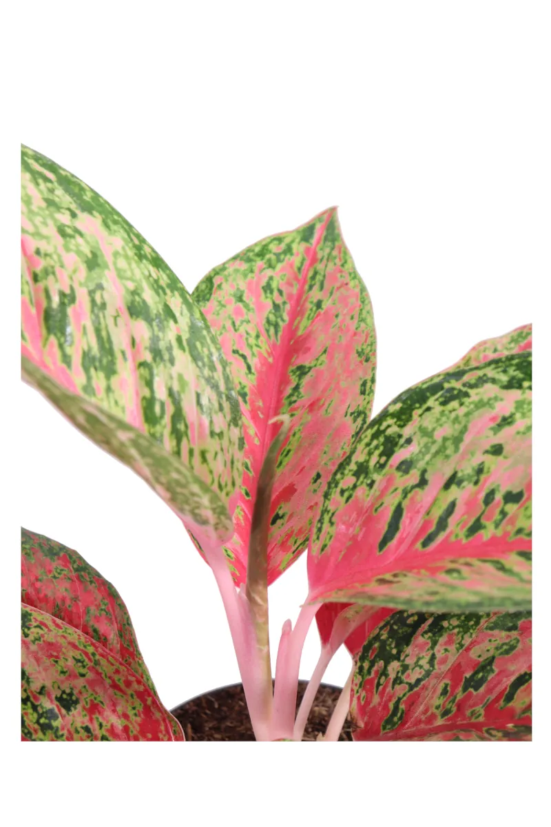 Aglaonema Carnival Queen