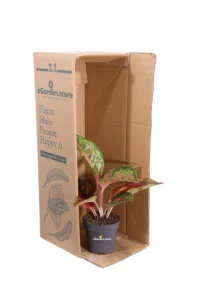 Aglaonema Carnival Queen v12 egarden.store online