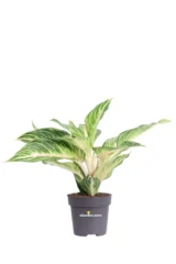 Aglaonema Dreamcatcher v12 egarden.store online