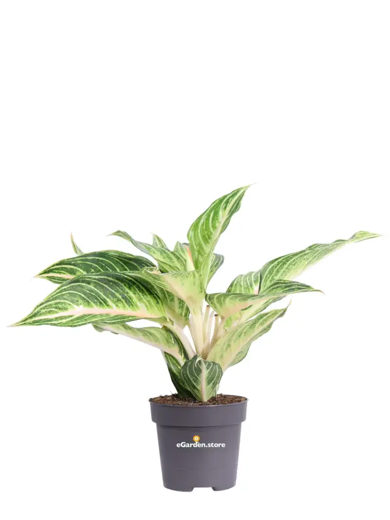 Aglaonema Dreamcatcher v12 egarden.store online