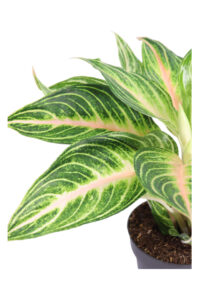 Aglaonema Dreamcatcher