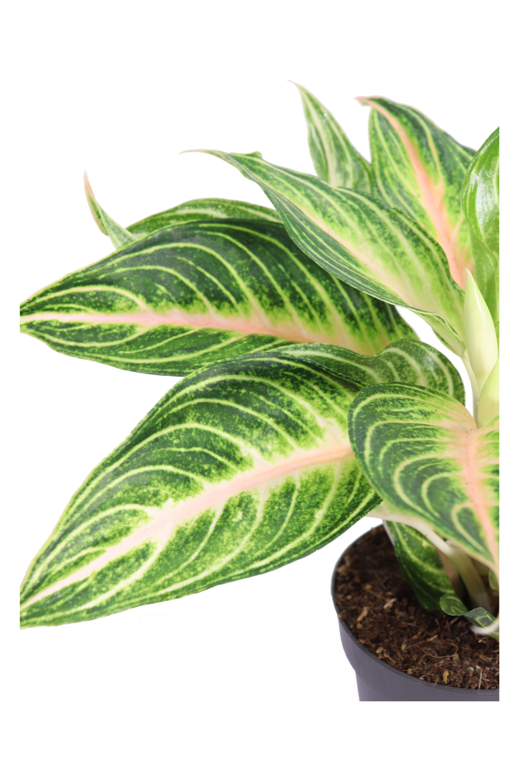 Aglaonema Dreamcatcher