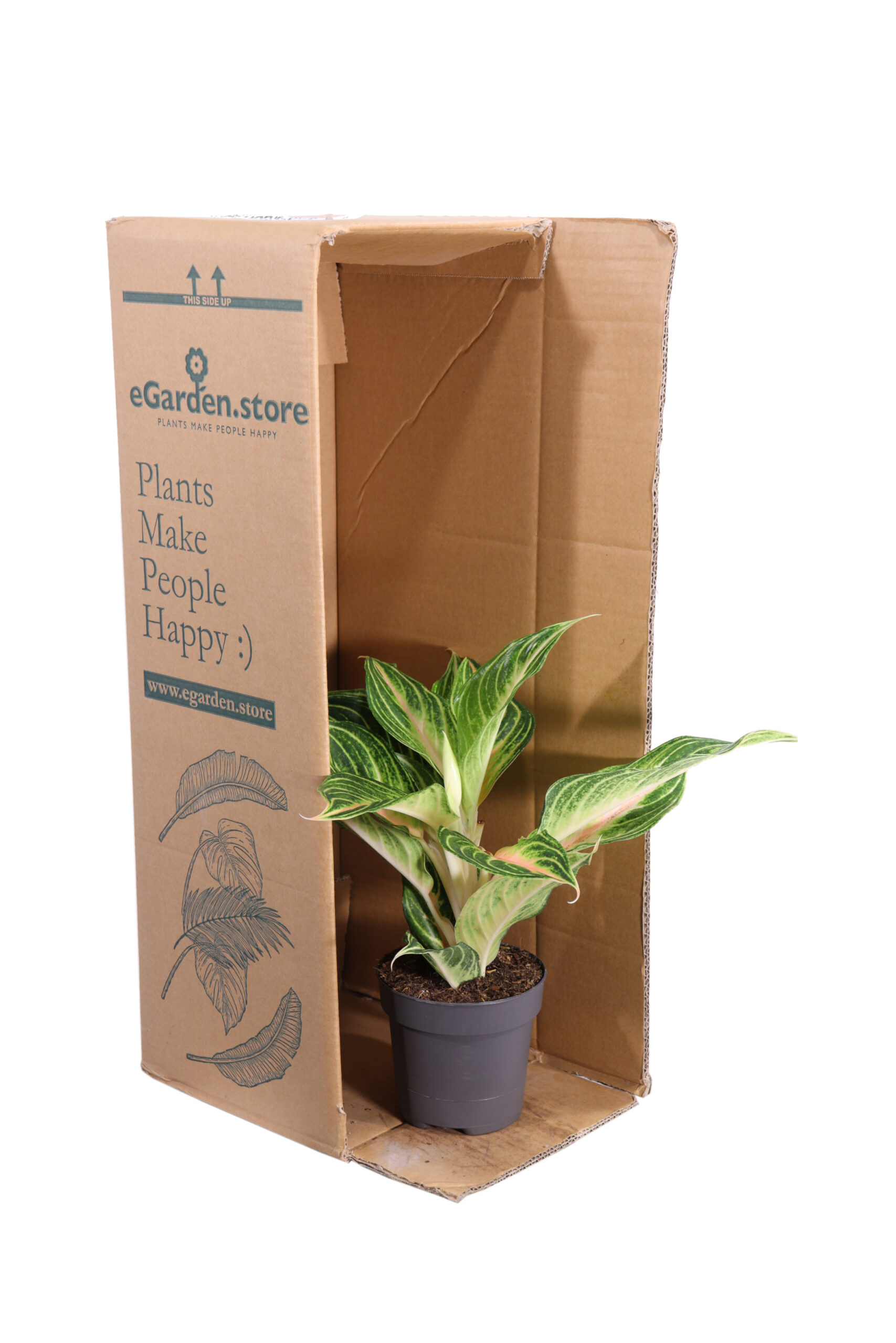 Aglaonema Dreamcatcher v12 egarden.store online