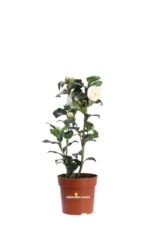 Camelia Japonica - Brushfield's Yellow v13 egarden.store online