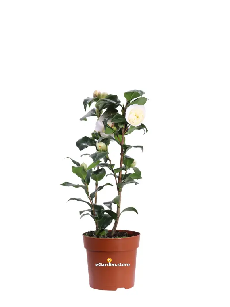 Camelia Japonica - Brushfield's Yellow v13 egarden.store online