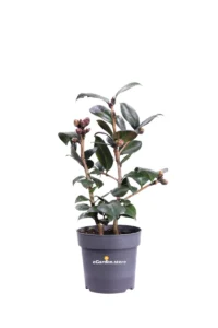 Camelia Japonica - Femme Fatale v15 egarden.store online