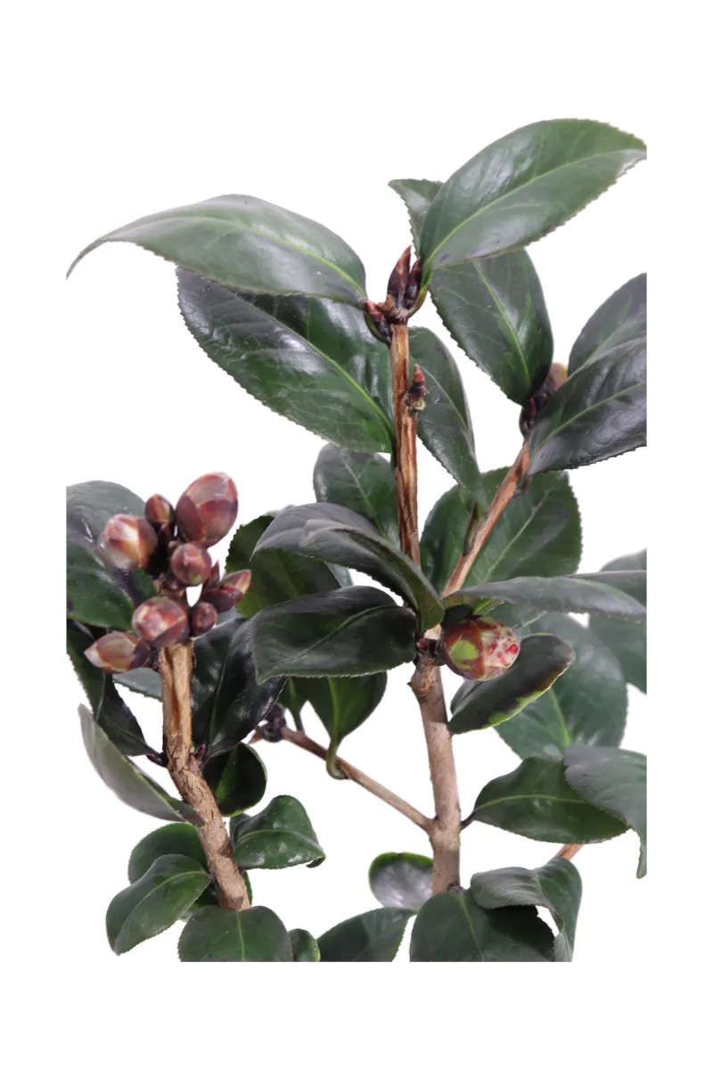 Camelia Japonica - Femme Fatale v15 egarden.store online