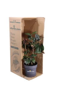 Camelia Japonica - Femme Fatale v15 egarden.store online