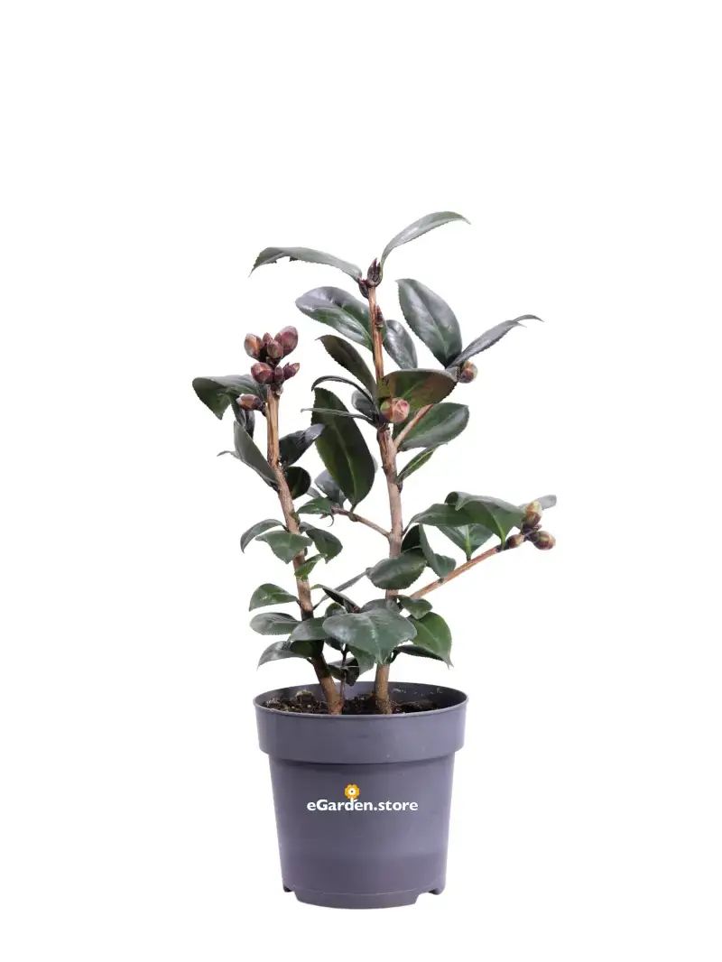 Camelia Japonica - Femme Fetale v15 egarden.store online