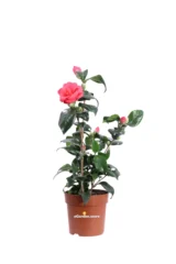 Camelia Reticulata - Mary Williams v13 egarden.store online